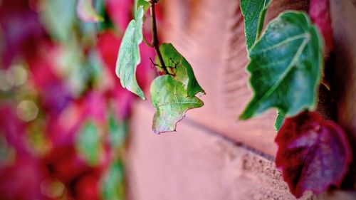 Close-up of spiky ivy leaves on wall