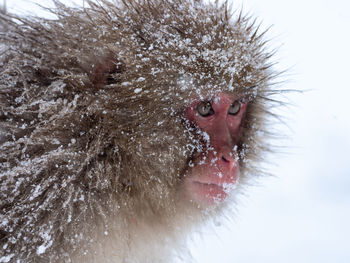 Close-up of japanese macaque looking away during winter