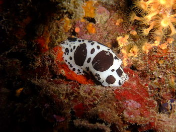 Close-up of coral swimming in sea