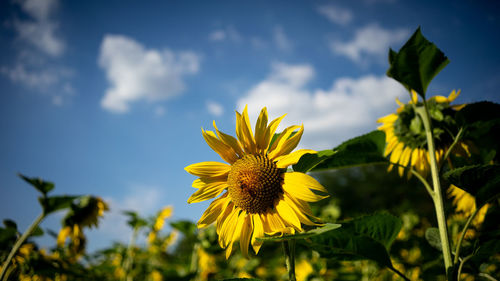 Close-up of yellow sunflower against sky
