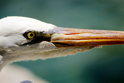 Close-up of bird