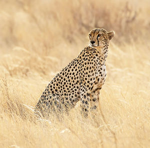 View of a cat on field