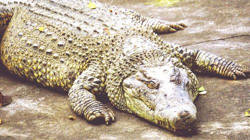 Close-up of crocodile