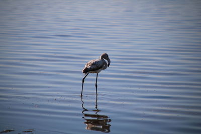 Bird on a lake