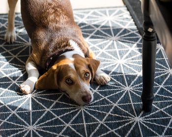 Portrait of dog lying on floor