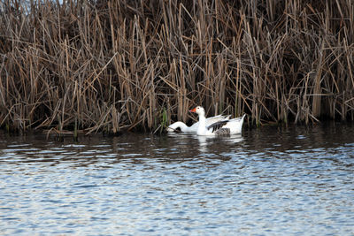 Swans swimming in lake