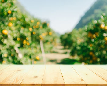 Close-up of plants on table in park