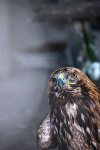 Close-up of eagle