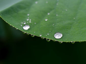 Close-up of raindrops on green leaves