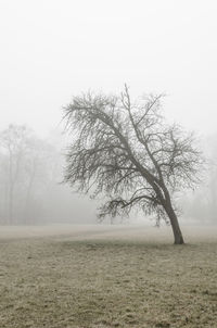 Bare tree on landscape against clear sky