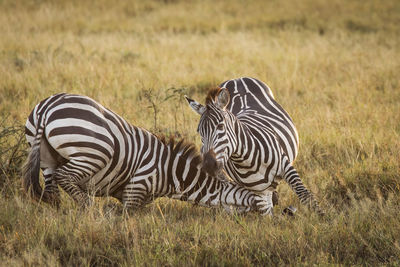 Zebra in a field