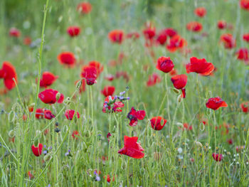 Close-up of red poppy flowers on field