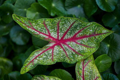 A beautiful caladium leaf in the garden