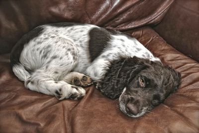 Close-up of tired dog relaxing on sofa