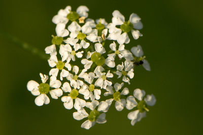 Close-up of white flowering plant