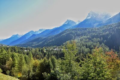 Scenic view of trees in forest against sky