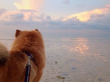 View of dog looking at sea shore against sunset sky