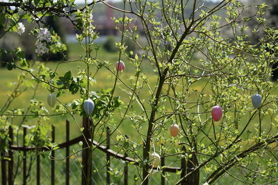 Close-up of berries growing on tree