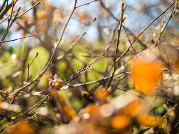 Close-up of flower tree