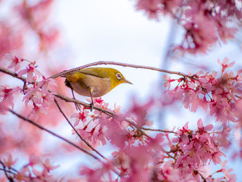 Low angle view of bird perching on cherry tree