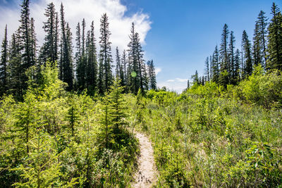 Scenic view of forest against sky