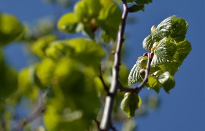 Close-up of flowering plant