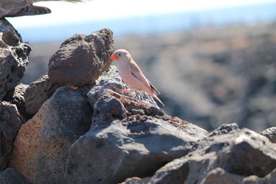 Bird perching on rock