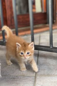 Portrait of kitten on tiled floor