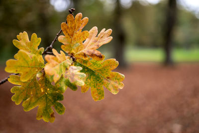 Close-up of autumn leaves on tree