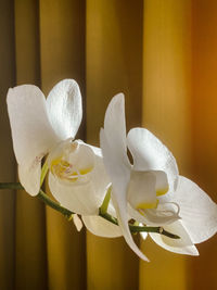 Close-up of white flower