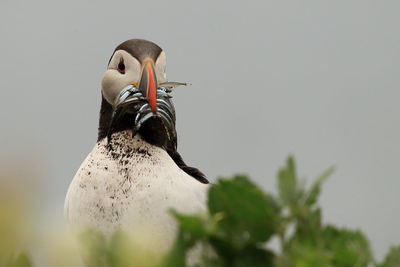 Close-up of bird perching