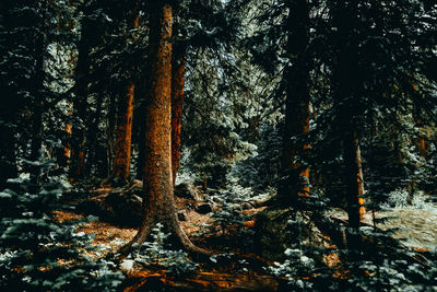 Trees in forest