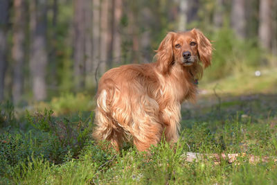 View of dog looking away on field