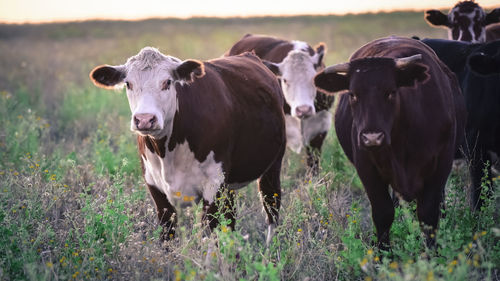 Cows on field