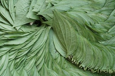 Full frame shot of betel leaves