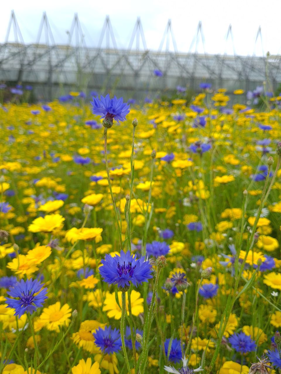 CLOSE-UP OF PURPLE FLOWERING PLANTS IN FIELD