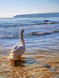 Swan in the sea