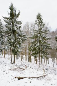 Snow covered pine trees on field during winter