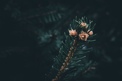 A close up of an evergreen spruce branch