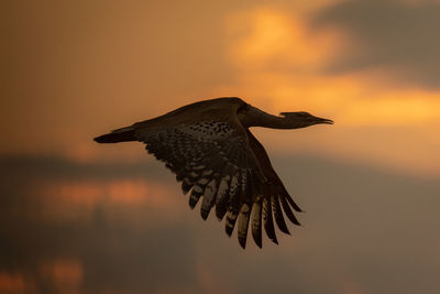 Kori bustard flying in silhouette at sunset