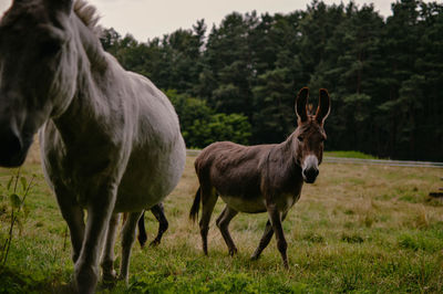 Donkey grazing on field