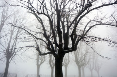 Low angle view of bare trees against sky
