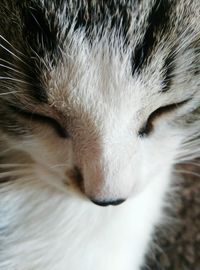 Close-up of cat