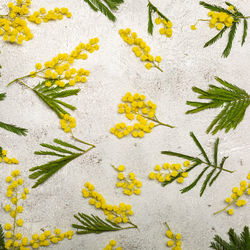 Pattern with spring mimosa flawers flat lay on light background