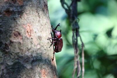 Close-up of insect on tree trunk