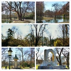 Bare trees in park