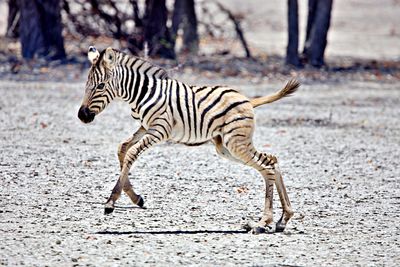 Young zebra running