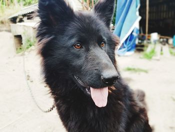 Close-up of dog looking away