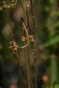 Close-up of wet spider on plant