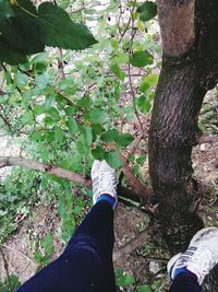 Low section of person on tree trunk